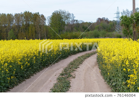 A field of yellow blooming rapeseed. Farmland of mature canola. Farm field of oilseed crops. A field of yellow blooming rapeseed. Farmland of mature canola. Farm field of oilseed crops. 76146004