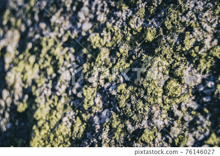liquen seen from close up as background 76146027