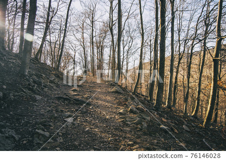 beautiful wide panorama of the autumn with dry fallen leaves covering the ground with a solid fluffy carpet and trunks of bare trees 76146028