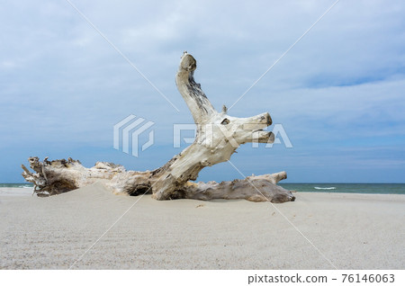 snag on the sea sand, sandy beach and beautiful wooden snag 76146063