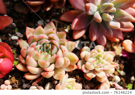 Succulents in the garden Autumn leaves 76146224