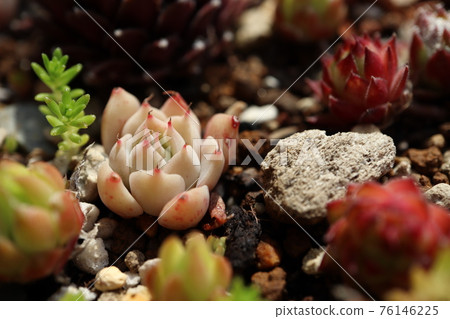 Succulents in the garden Autumn leaves 76146225