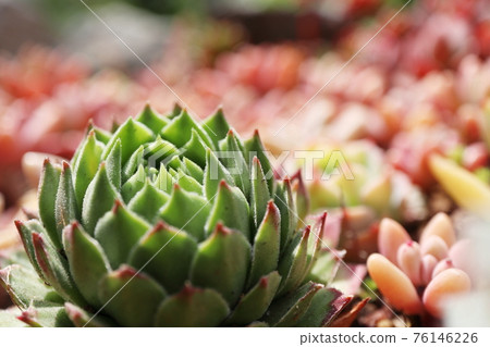 Succulents in the garden Autumn leaves 76146226
