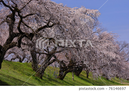 A row of cherry blossom trees on the Kisogawa bank in Ichinomiya City, Aichi Prefecture A row of cherry blossom trees on the Kisogawa bank in Ichinomiya City, Aichi Prefecture 76146697