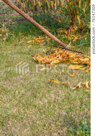 Gardener cleans a garden with a rake in autumn. Gardener cleans a garden with a rake in autumn. 76147309