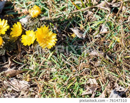 春天的到來,早春綻放的美麗福樹 春天的到來,早春綻放的美麗福樹 76147310