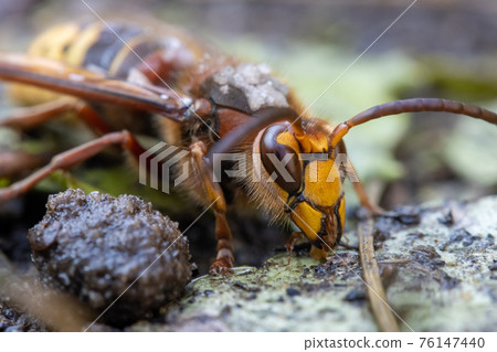 A hornet on wet ground after summer rain. 76147440