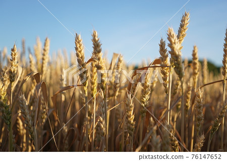 Wheat spikelets in the field. Wheat spikelets pattern. Background of wheat spikelets. Golden spikelets of ripe wheat close up. Harvest concept Wheat spikelets in the field. Wheat spikelets pattern. Background of wheat spikelets. Golden spikelets of ripe wheat close up. Harvest concept 76147652