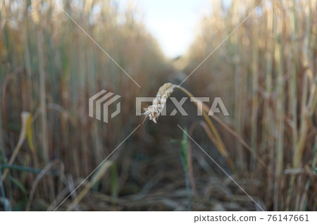 One spike of wheat. Wheat spikelets in the field. Wheat spikelets pattern. Background of wheat spikelets. Golden spikelets of ripe wheat close up. Harvest concept 76147661
