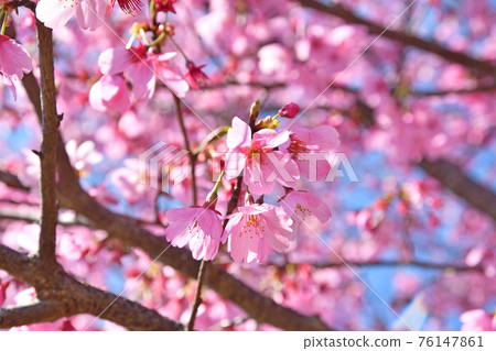 Tree: Miyabi Sakura Rosaceae Tree: Miyabi Sakura Rosaceae 76147861
