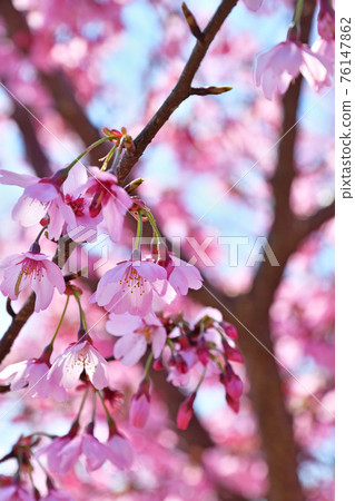 Tree: Miyabi Sakura Rosaceae Tree: Miyabi Sakura Rosaceae 76147862