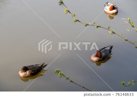 Three ducks sleeping on the water Three ducks sleeping on the water 76148633