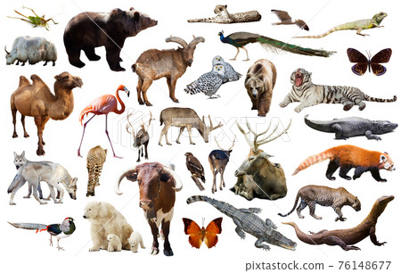asia animals isolated asia animals isolated 76148677