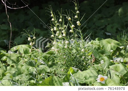 Pretty Fritillaria verticillae blooming in spring Pretty Fritillaria verticillae blooming in spring 76148978