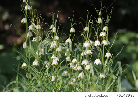 Pretty Fritillaria verticillae blooming in spring Pretty Fritillaria verticillae blooming in spring 76148983