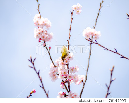 Spring in full bloom Kawazu cherry blossoms and white-eye sucking honey Spring in full bloom Kawazu cherry blossoms and white-eye sucking honey 76149095