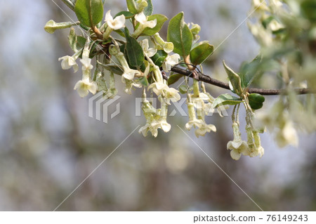 白色，粘稠的花 76149243