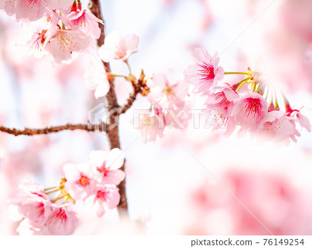 Spring in full bloom Kawazu cherry blossoms 76149254