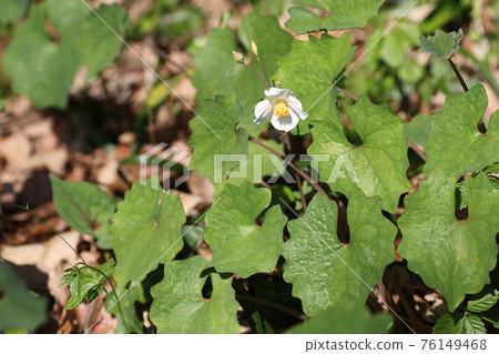 White white squirrel that blooms in spring White white squirrel that blooms in spring 76149468