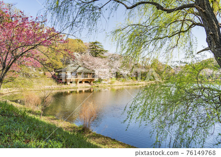 三池公園的櫻花風景【日本賞櫻百選】 76149768