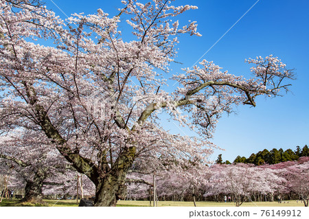 Mikamine Park where cherry blossoms bloom 76149912