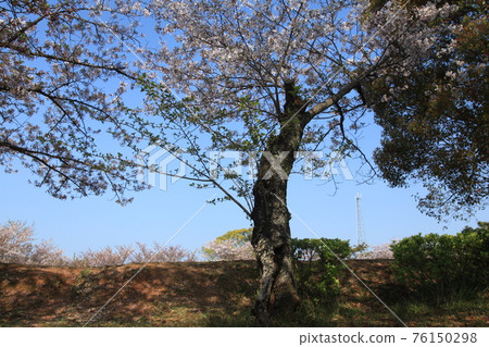大牟田市天城山公園櫻花， 76150298