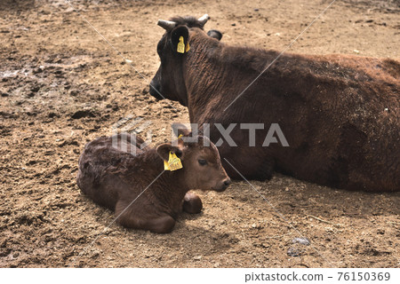 Tajima beef parent and child Rokkosan ranch Tajima beef parent and child Rokkosan ranch 76150369