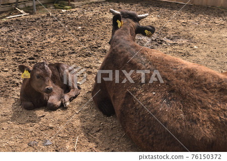 Tajima beef parent and child Rokkosan ranch Tajima beef parent and child Rokkosan ranch 76150372