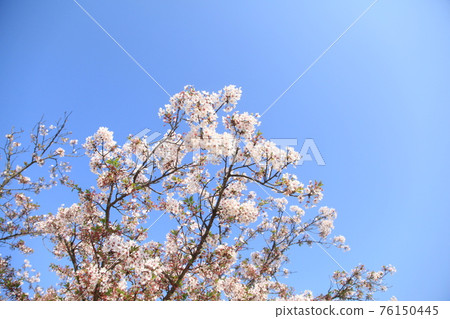 大牟田市天城山公園櫻花, 大牟田市天城山公園櫻花, 76150445