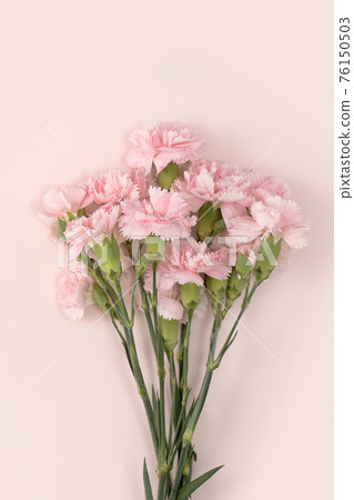 Carnation bouquet mother's day gift carnation Mother's Day 母の日 カーネーション 76150503