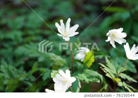 冰川的花 冰川的花 76150544
