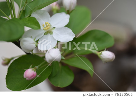 Apple flower Apple flower 76150565