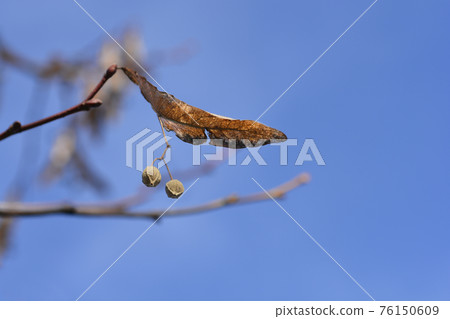 Small-leaved lime 76150609