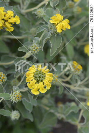 Jerusalem sage Jerusalem sage 76150624