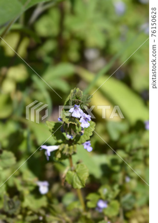 Ground-ivy Ground-ivy 76150628