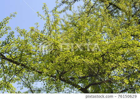 Ginkgo tree 76150629