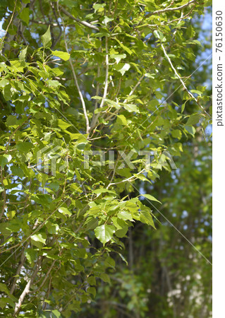 Lombardy poplar 76150630