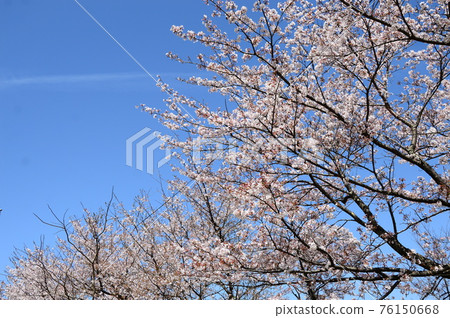 Tottori / Shikanojoseki Park / Sakura in full bloom 76150668