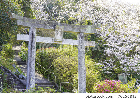 盛開的鎮海石八幡宮（福岡縣絲島市） 76150882