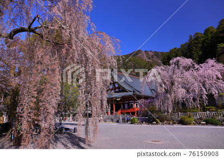 Weeping cherry tree and Soushido in the precincts of Kuonji Temple, Minobu, the head temple of the Nichiren sect Weeping cherry tree and Soushido in the precincts of Kuonji Temple, Minobu, the head temple of the Nichiren sect 76150908