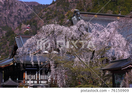 日蓮宗總寺身延寺院內的垂櫻和正殿 日蓮宗總寺身延寺院內的垂櫻和正殿 76150909