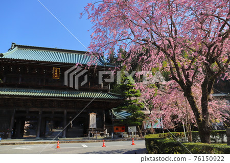 Kuonji Temple, Minobu, the head temple of the Nichiren sect, weeping cherry blossoms and Sanmon Kuonji Temple, Minobu, the head temple of the Nichiren sect, weeping cherry blossoms and Sanmon 76150922