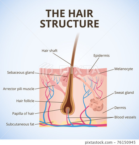 The structure of the hair 76150945