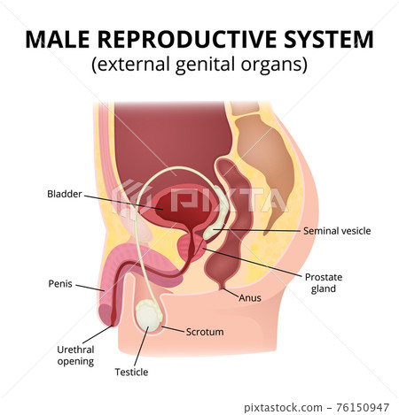Male reproductive system Male reproductive system 76150947