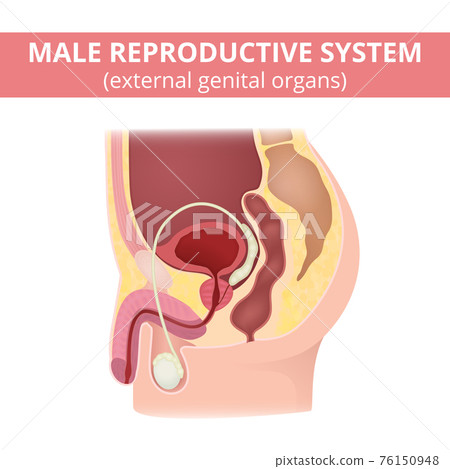 Male reproductive system Male reproductive system 76150948