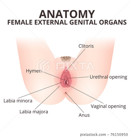 Improving Your Vulvovaginal Health Memorial Sloan Kettering Cancer