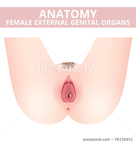 medical poster female anatomy vagina medical poster female anatomy vagina 76150952