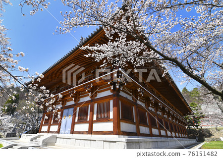Nagano Zenko-ji Temple Unjodon和Sakura Nagano Zenko-ji Temple Unjodon和Sakura 76151482