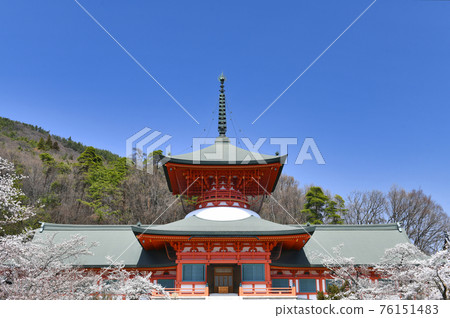 Nagano Zenko-ji Temple Unjodon和Sakura 76151483