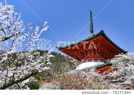 Nagano Zenko-ji Temple Unjodon和Sakura Nagano Zenko-ji Temple Unjodon和Sakura 76151484